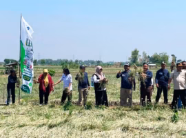 startup-binaan-ipb-planteria-buktikan-trichoderma-tingkatkan-produktivitas-bawang-merah-hingga-40-persen