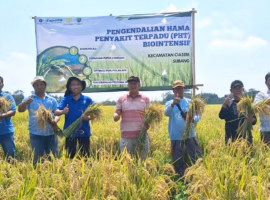 teknologi-biological-dome-ipb-university-efektif-tangkis-serbuan-masif-penggerek-batang-padi