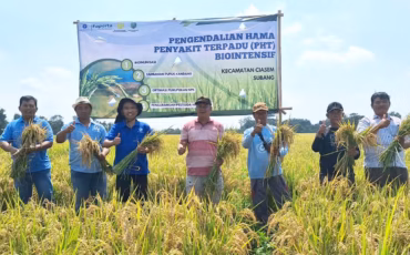 teknologi-biological-dome-ipb-university-efektif-tangkis-serbuan-masif-penggerek-batang-padi