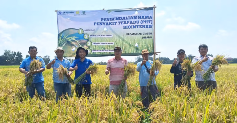 teknologi-biological-dome-ipb-university-efektif-tangkis-serbuan-masif-penggerek-batang-padi