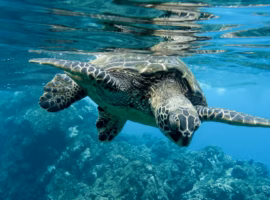 tindakan-penyelam-asing-membunuh-penyu-dosen-ipb-scientific-diving-tidak-boleh-mengganggu-biota-laut