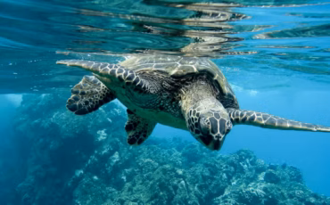 tindakan-penyelam-asing-membunuh-penyu-dosen-ipb-scientific-diving-tidak-boleh-mengganggu-biota-laut