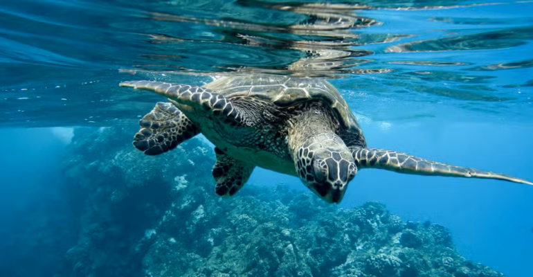 tindakan-penyelam-asing-membunuh-penyu-dosen-ipb-scientific-diving-tidak-boleh-mengganggu-biota-laut