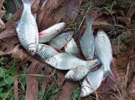 delapan-dari-10-ikan-lokal-kali-surabaya-betina-pakar-ipb-university-polutan-pengganggu-hormon-ancam-populasi