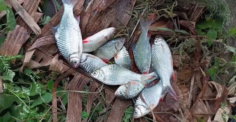 delapan-dari-10-ikan-lokal-kali-surabaya-betina-pakar-ipb-university-polutan-pengganggu-hormon-ancam-populasi