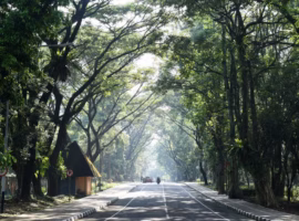 lingkungan-asri-jadi-modal-green-campus-dosen-ipb-university-ungkap-peran-rth-turunkan-suhu-dan-polusi